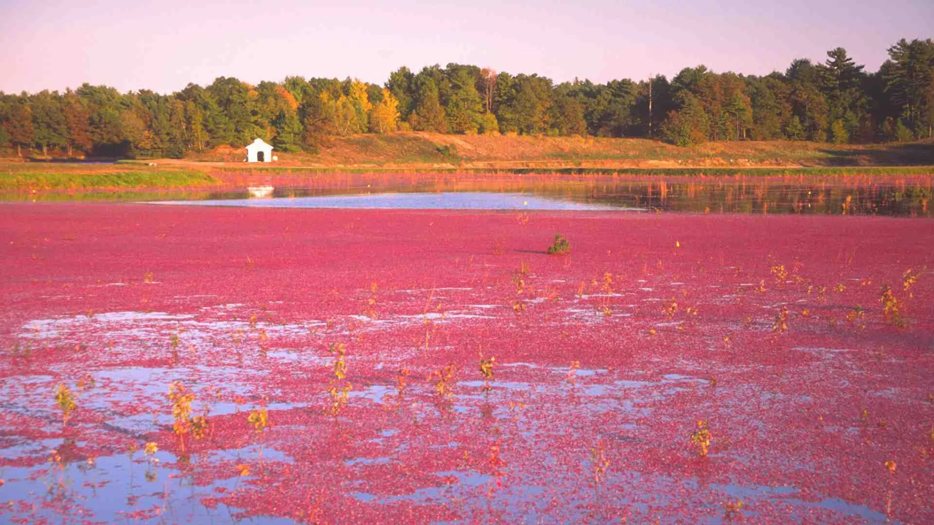 wisconsin cranberry bogs (9) wisconsin cranberry