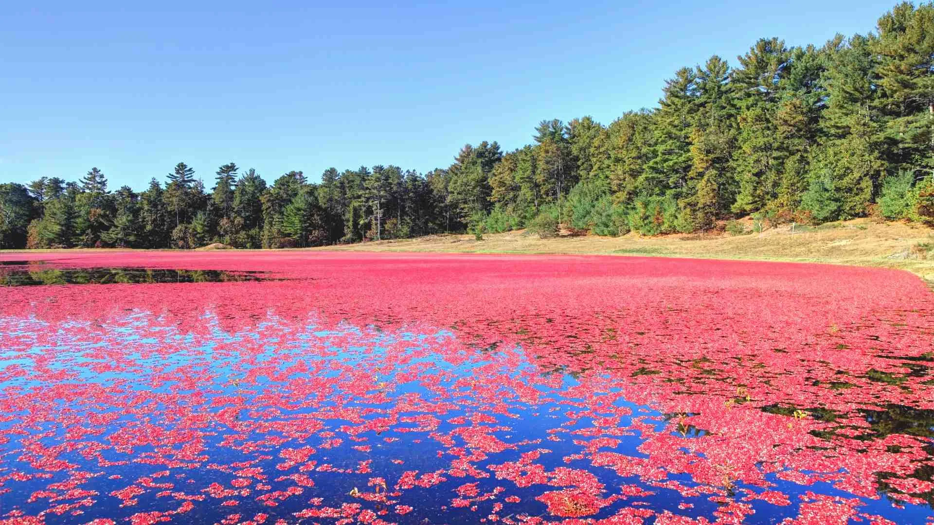 wisconsin cranberry bogs wisconsin cranberry bogs