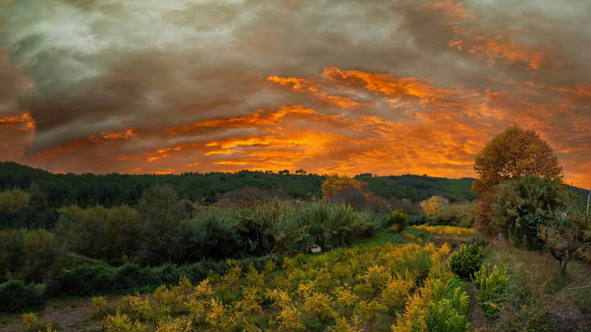 Penedès Penedès