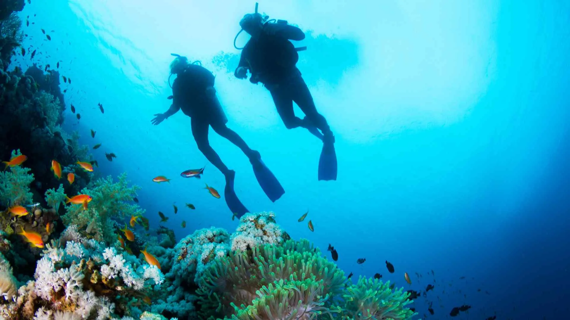Cozumel diving Cozumel diving