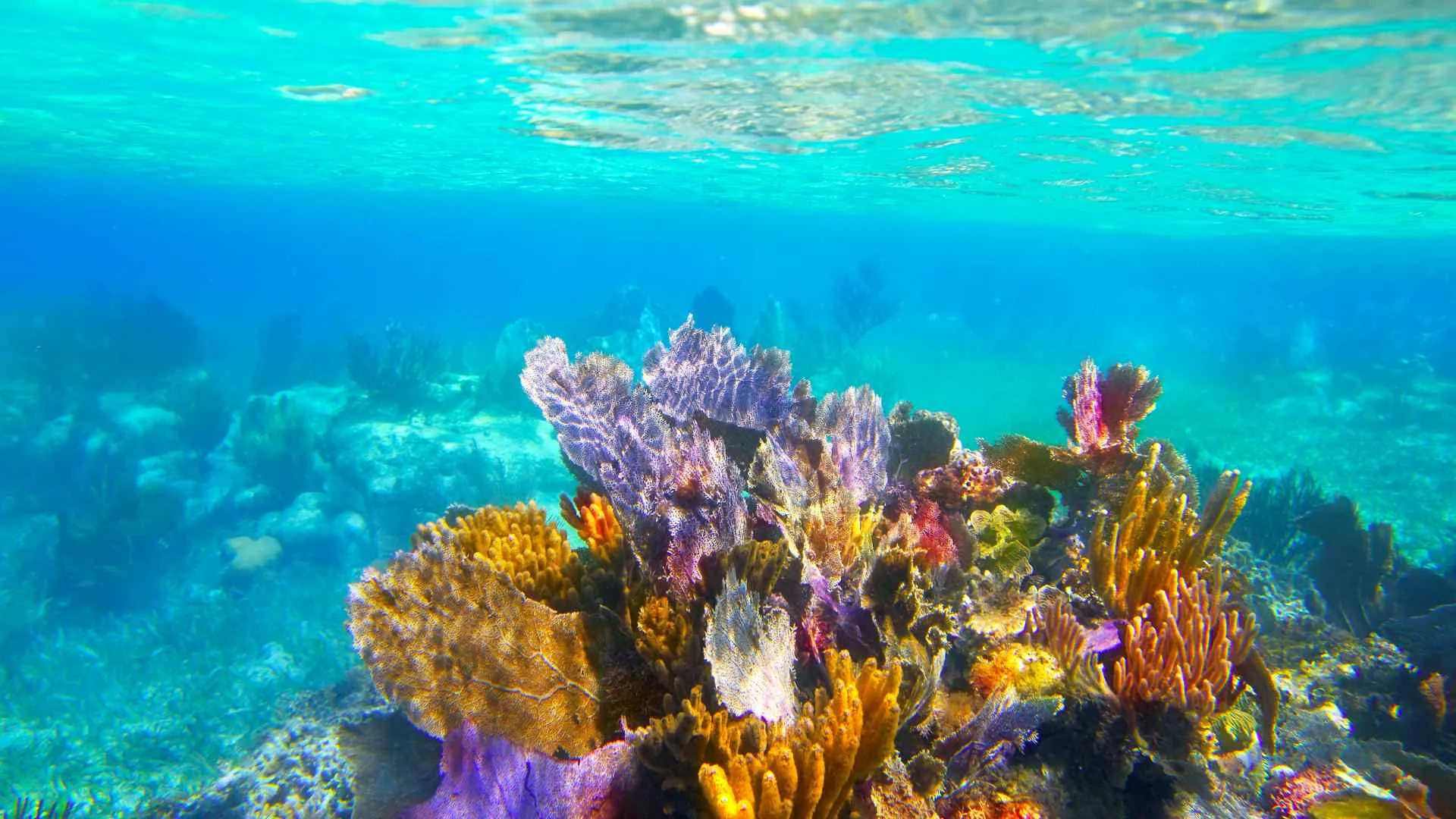 Paradise Reef Paradise Reef