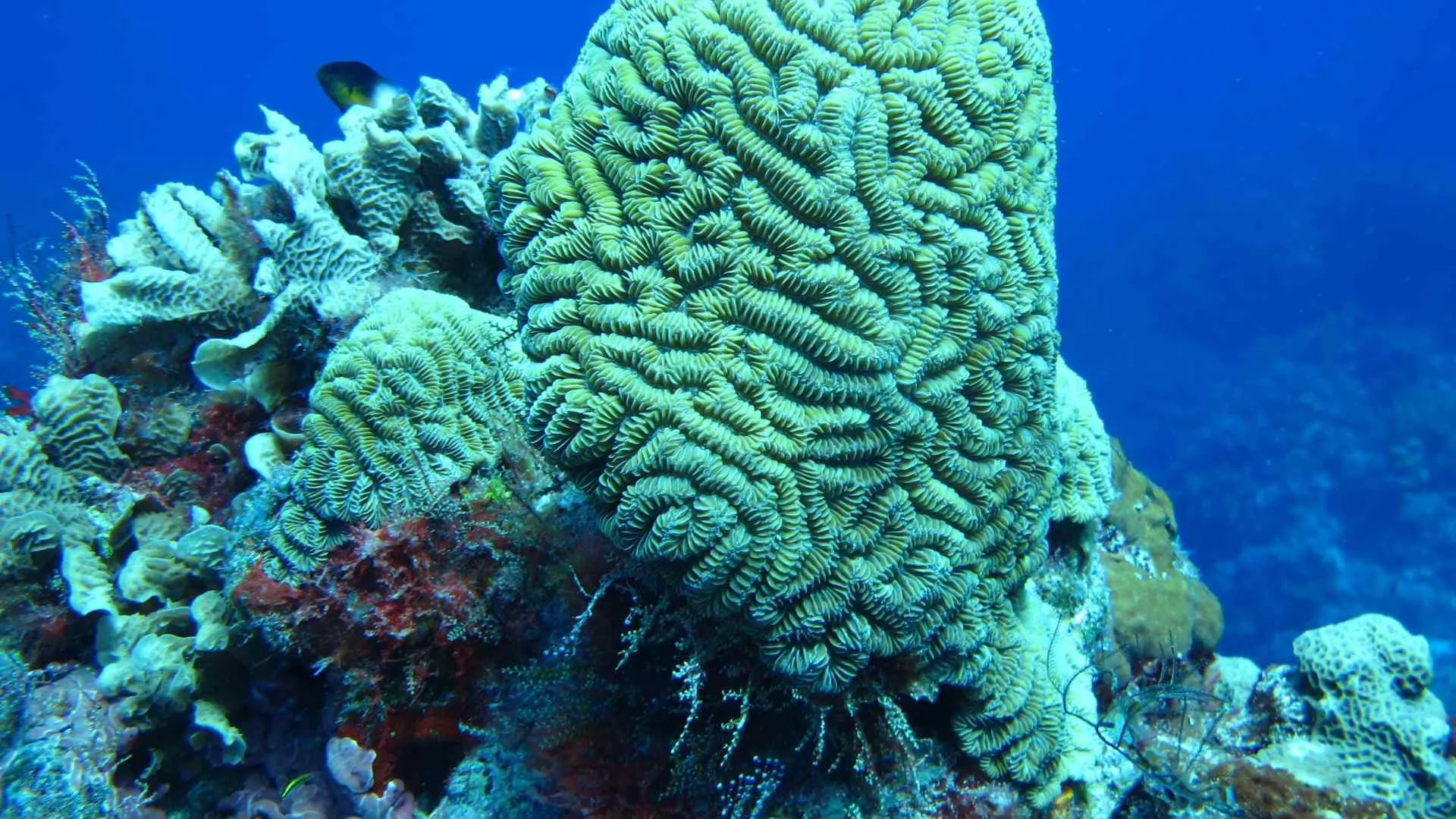 Cozumel cruise port-9 Palancar Reef