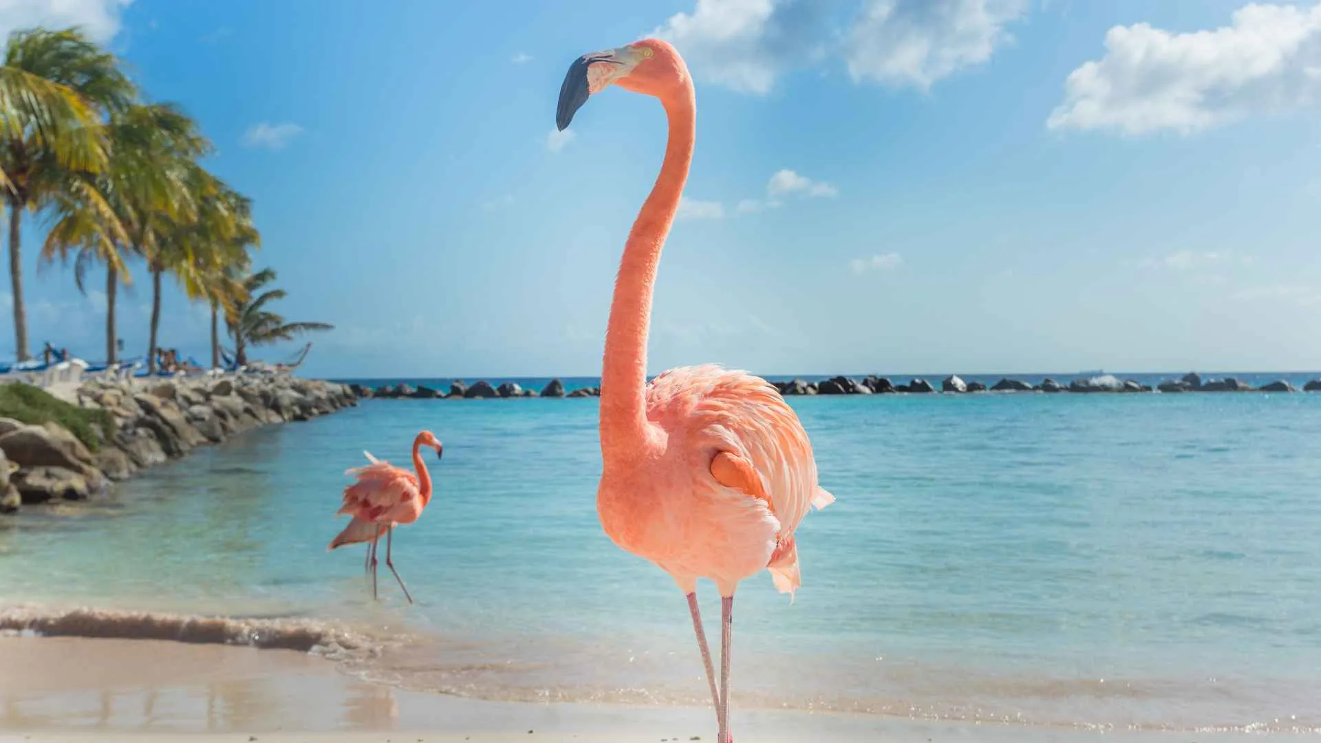 Flamingo Beach Flamingo Beach
