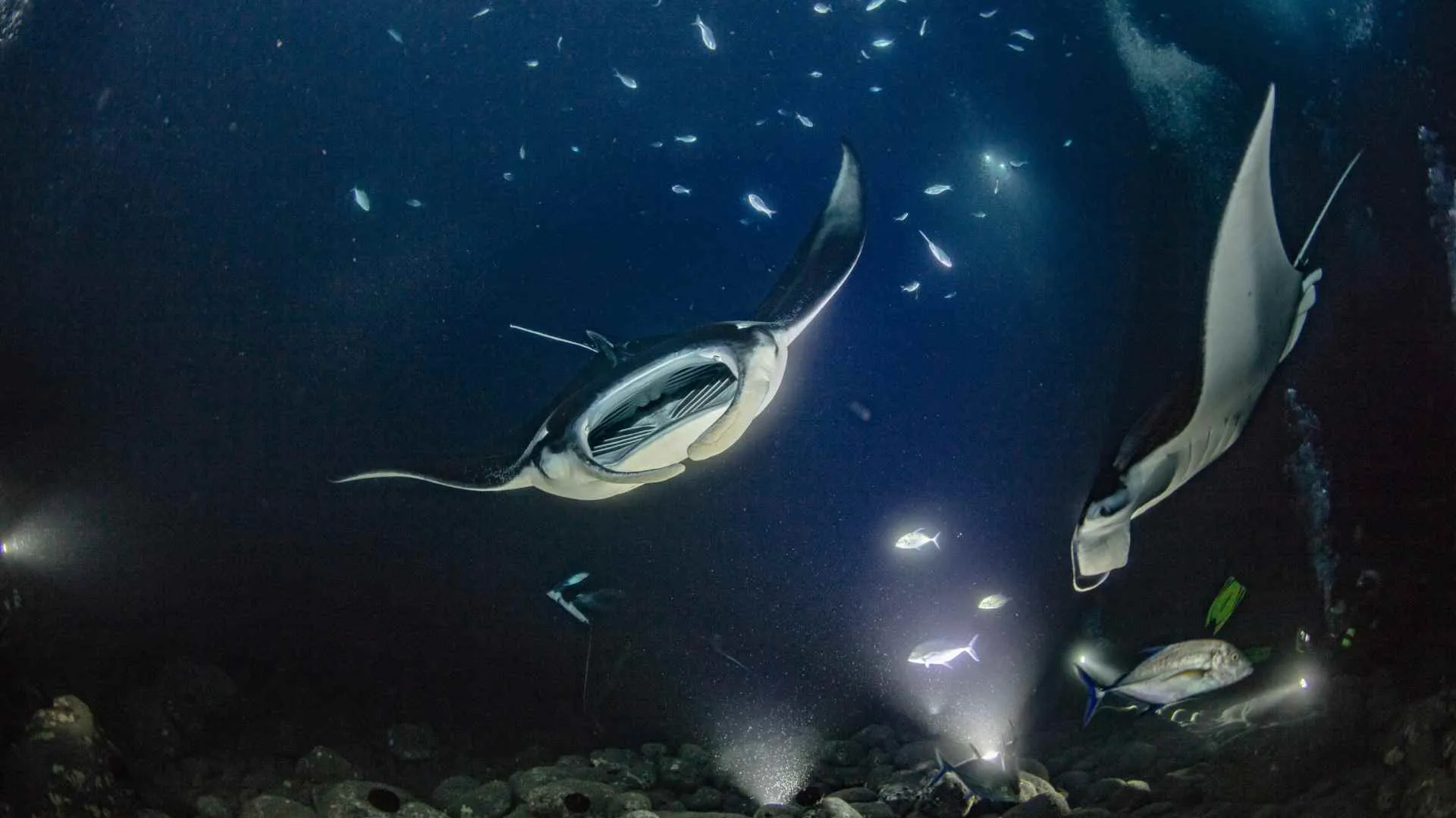 Night Dives Night Dives
