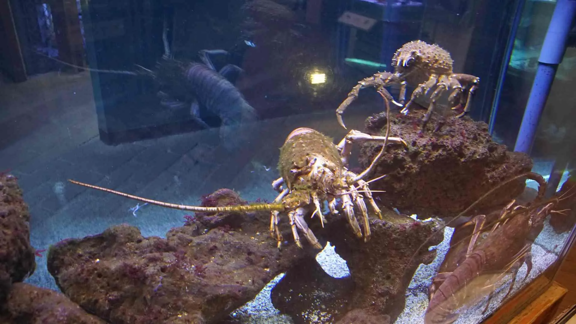 Cabrillo Marine Aquarium Cabrillo Marine Aquarium