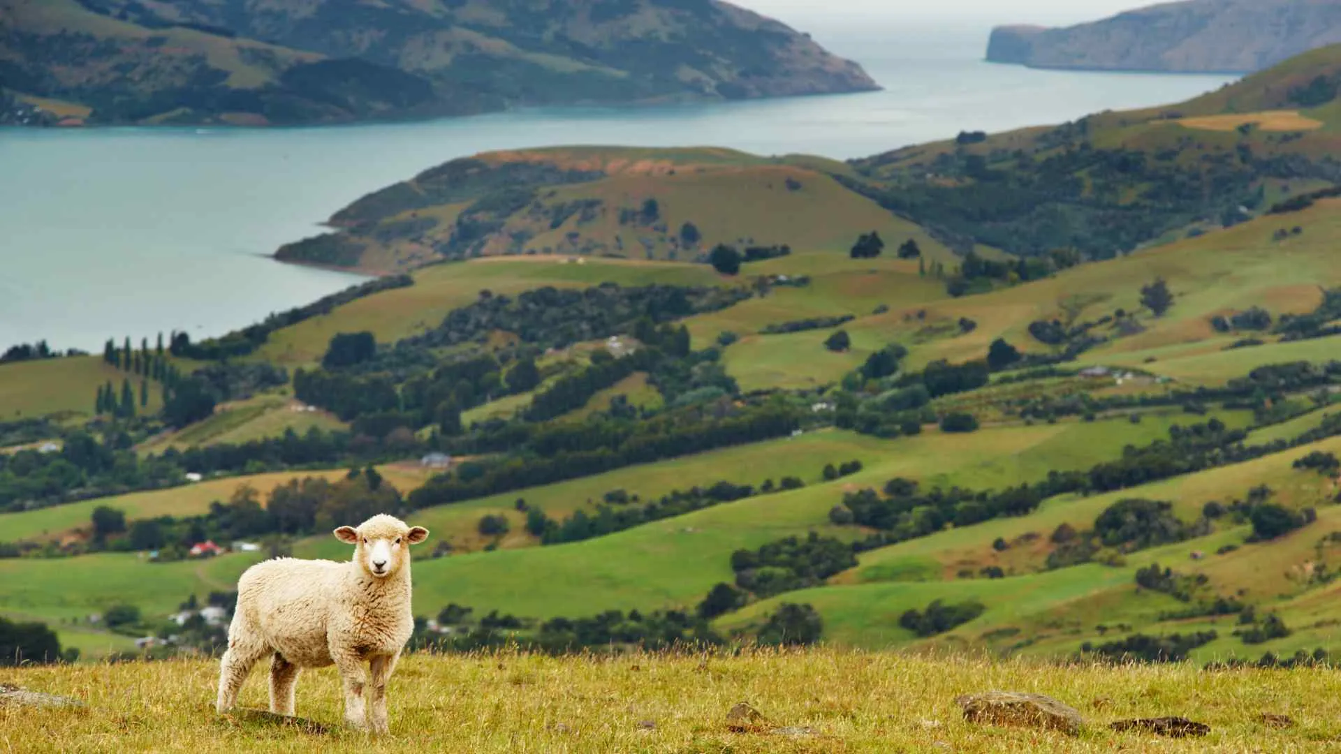 Kaitiakitanga Kaitiakitanga