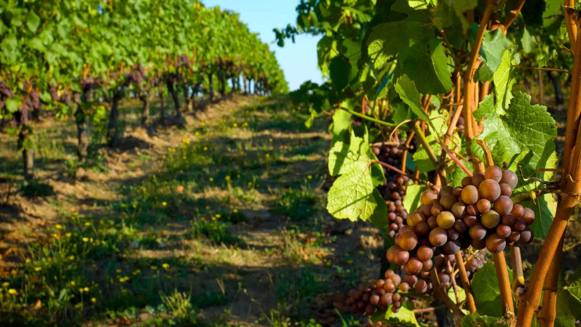 Door County's Stone's Throw Winery Door County's Stone's Throw Winery