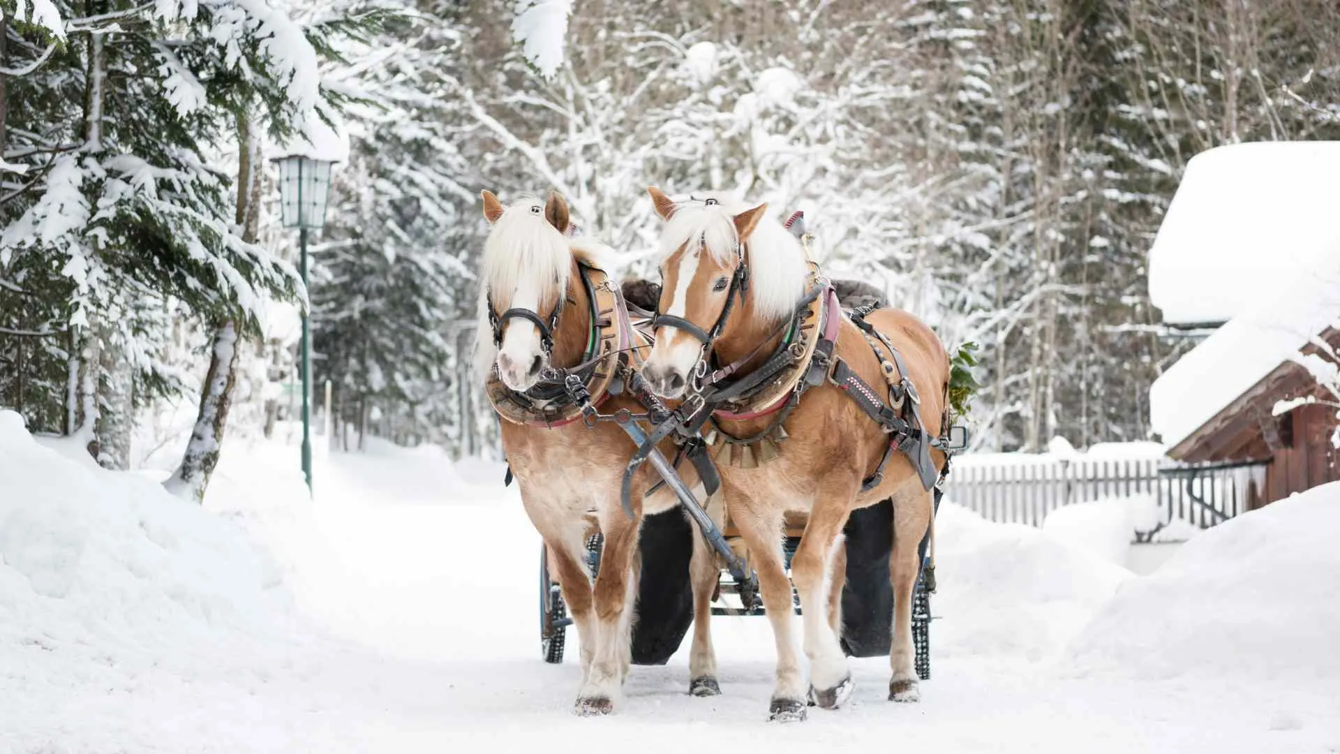 Sleigh Rides Sleigh Rides