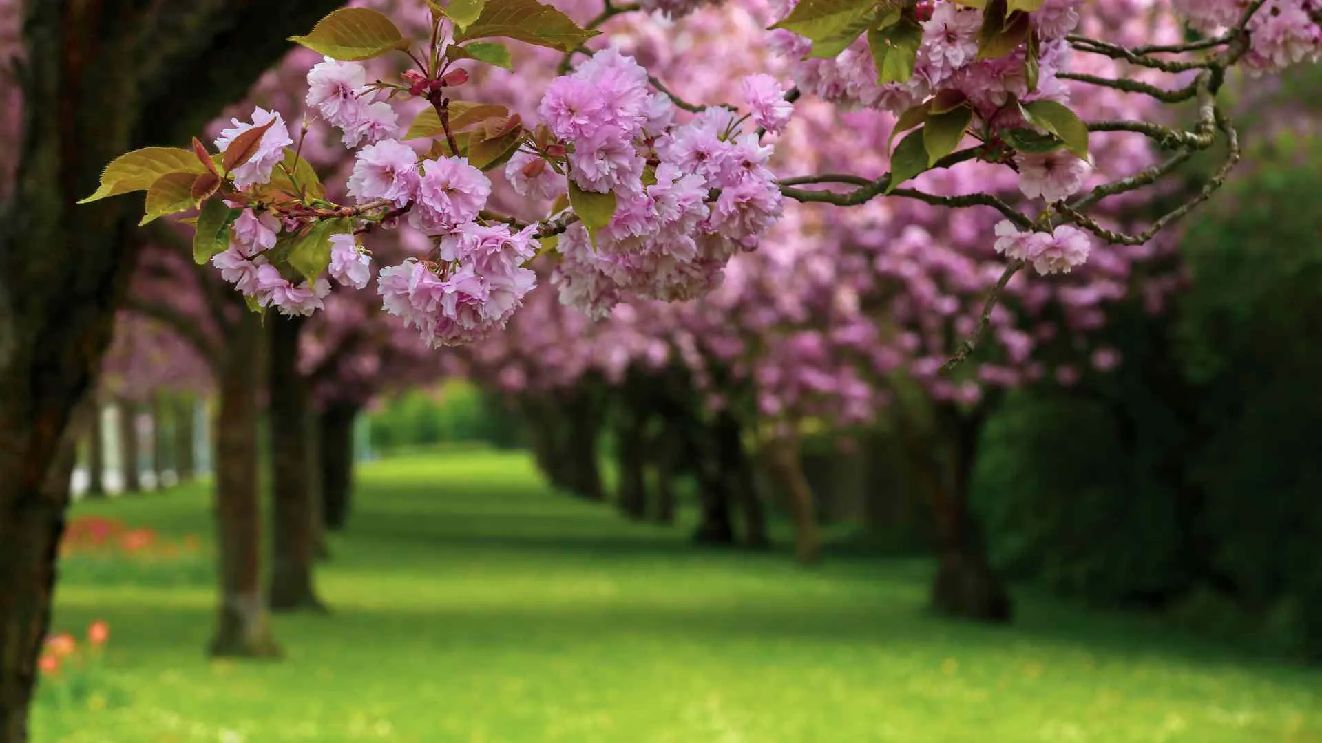 Cherry Orchards Cherry Orchards