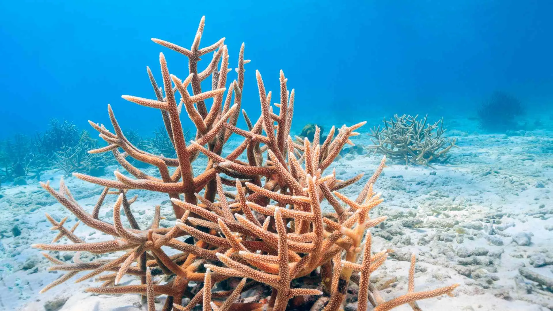 Coral Garden Coral Garden