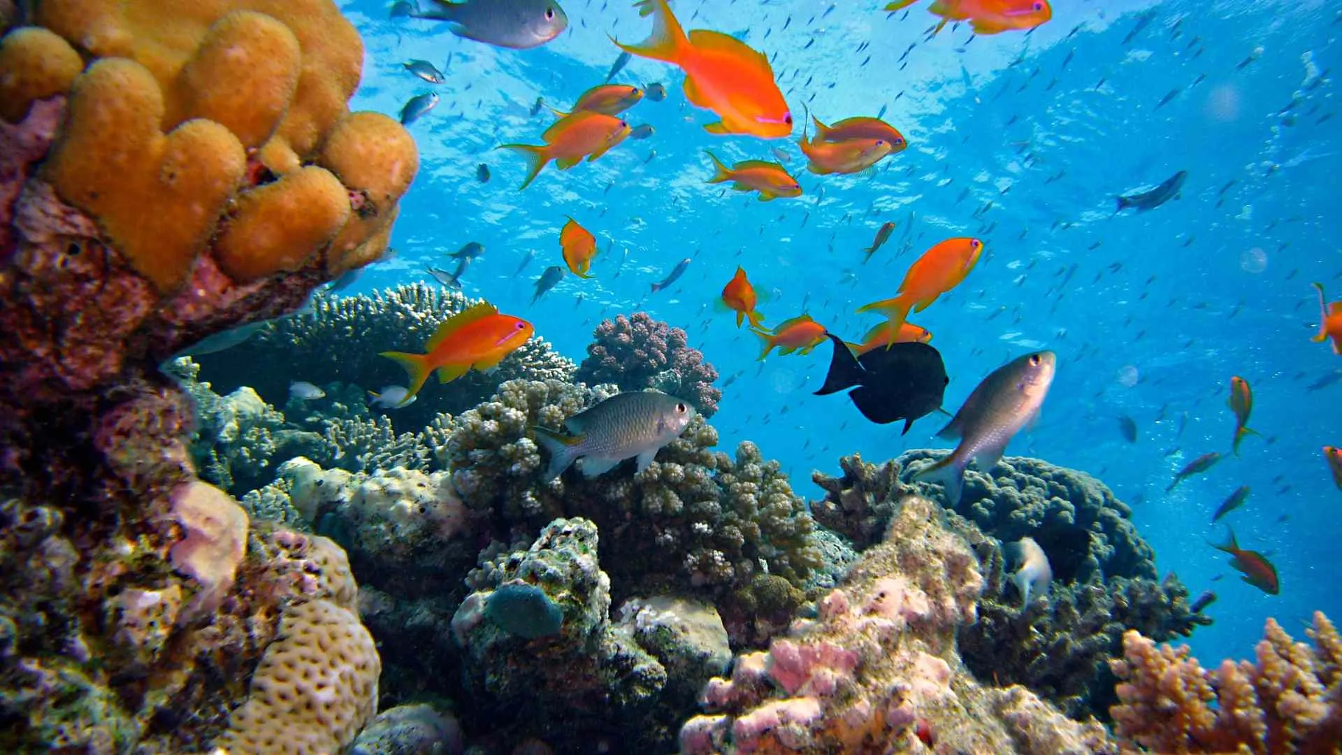 Tarkarli Reef Tarkarli Reef