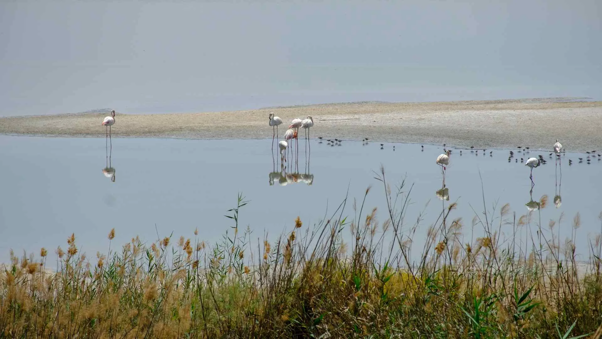 Al Wathba Wetland Reserve Al Wathba Wetland Reserve