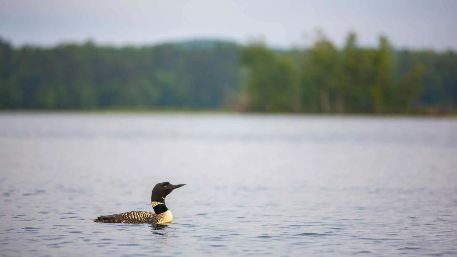 loon on lake wisconsin loon on lake wisconsin