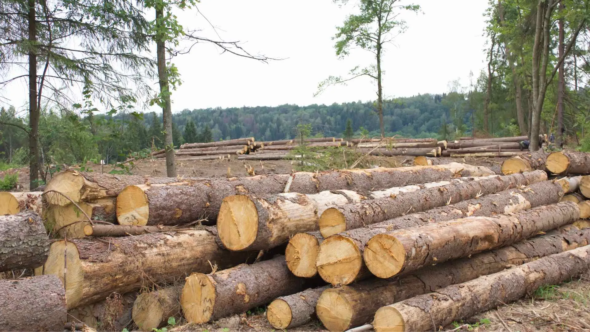 northern wisconsin logging industry logging industry