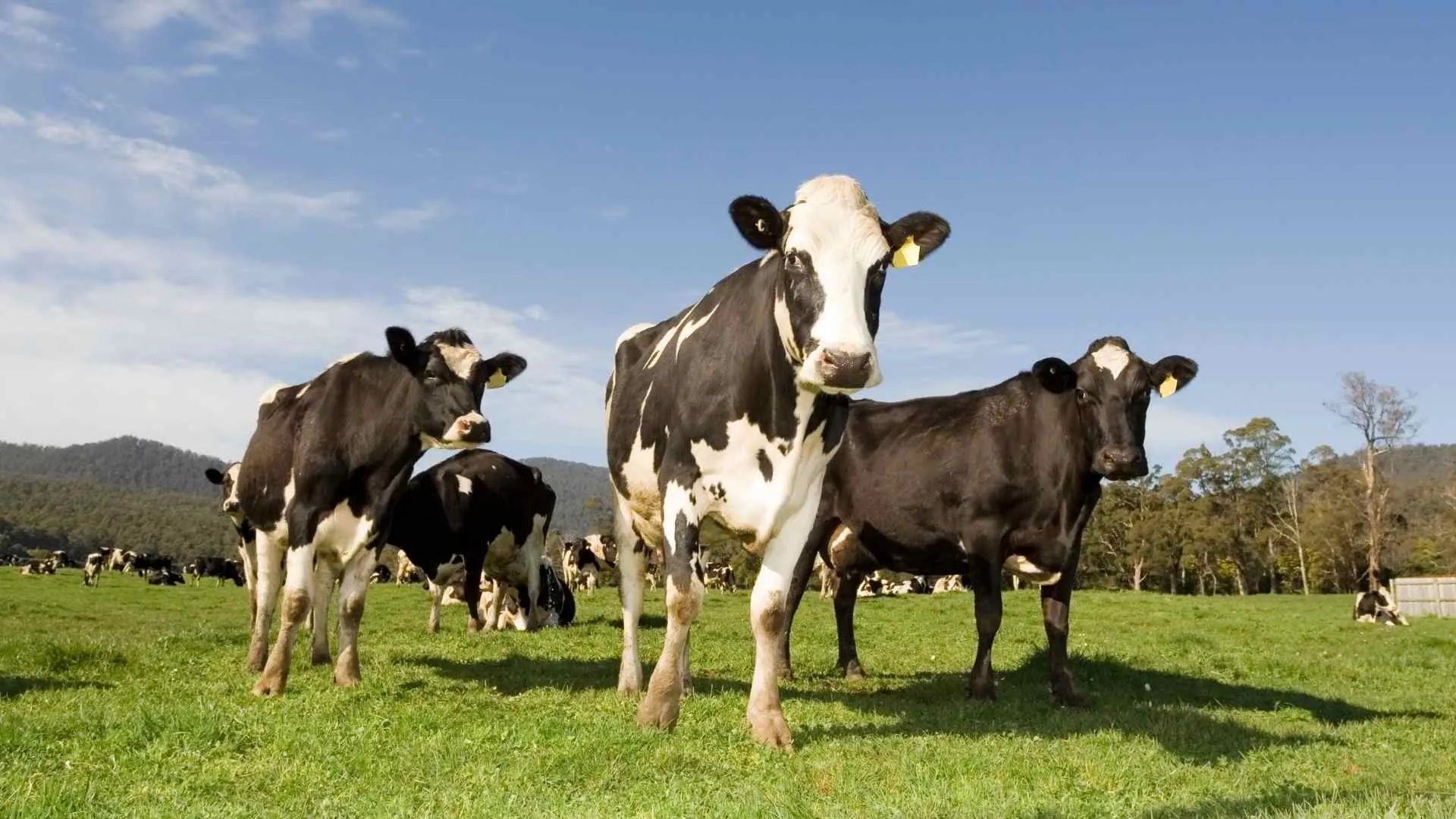 Dairy Farming wisconsin Dairy Farming