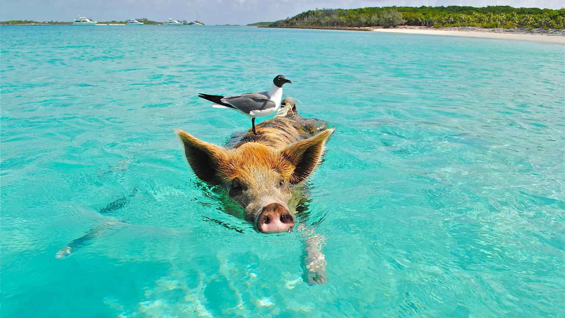 Do You Need a Passport For The Bahamas-2 passport requirements for bahamas