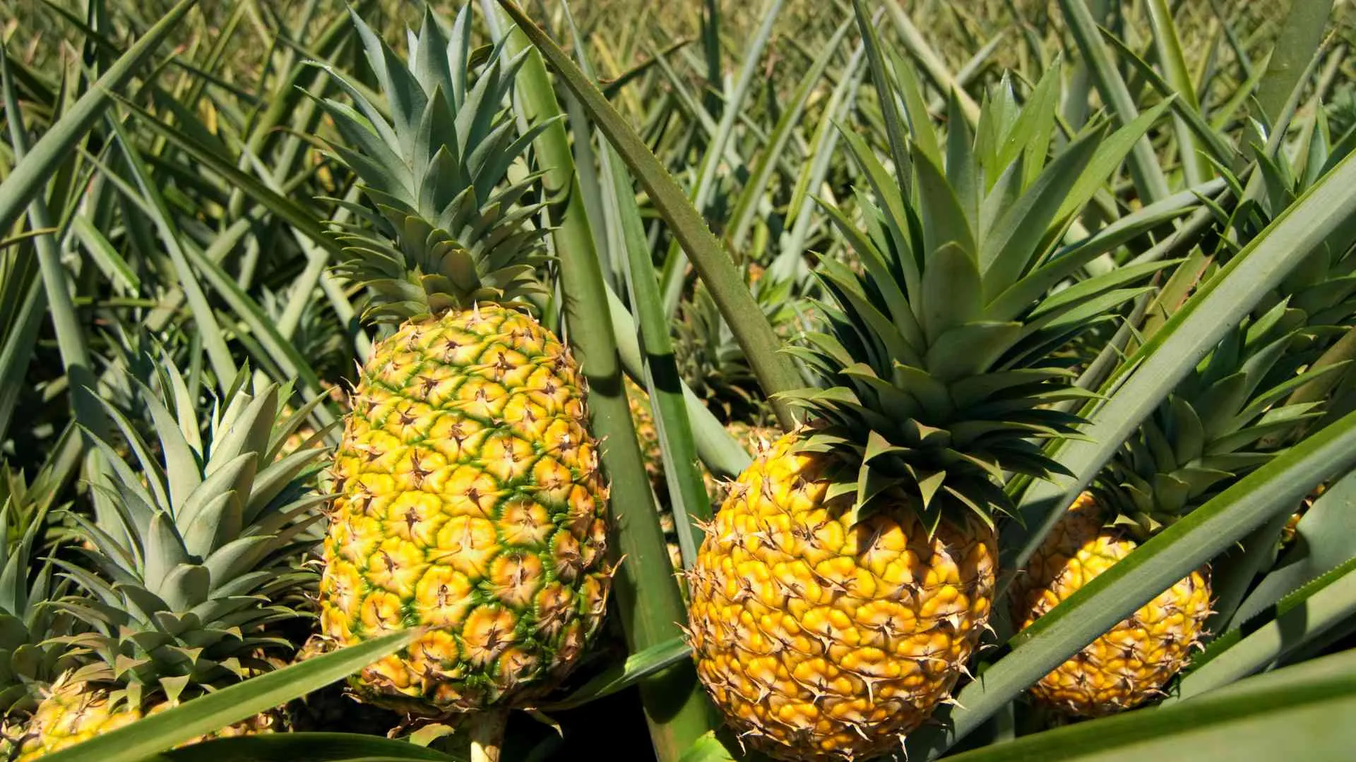 What Does a Pineapple Mean-7 What Does a Pineapple Mean-7