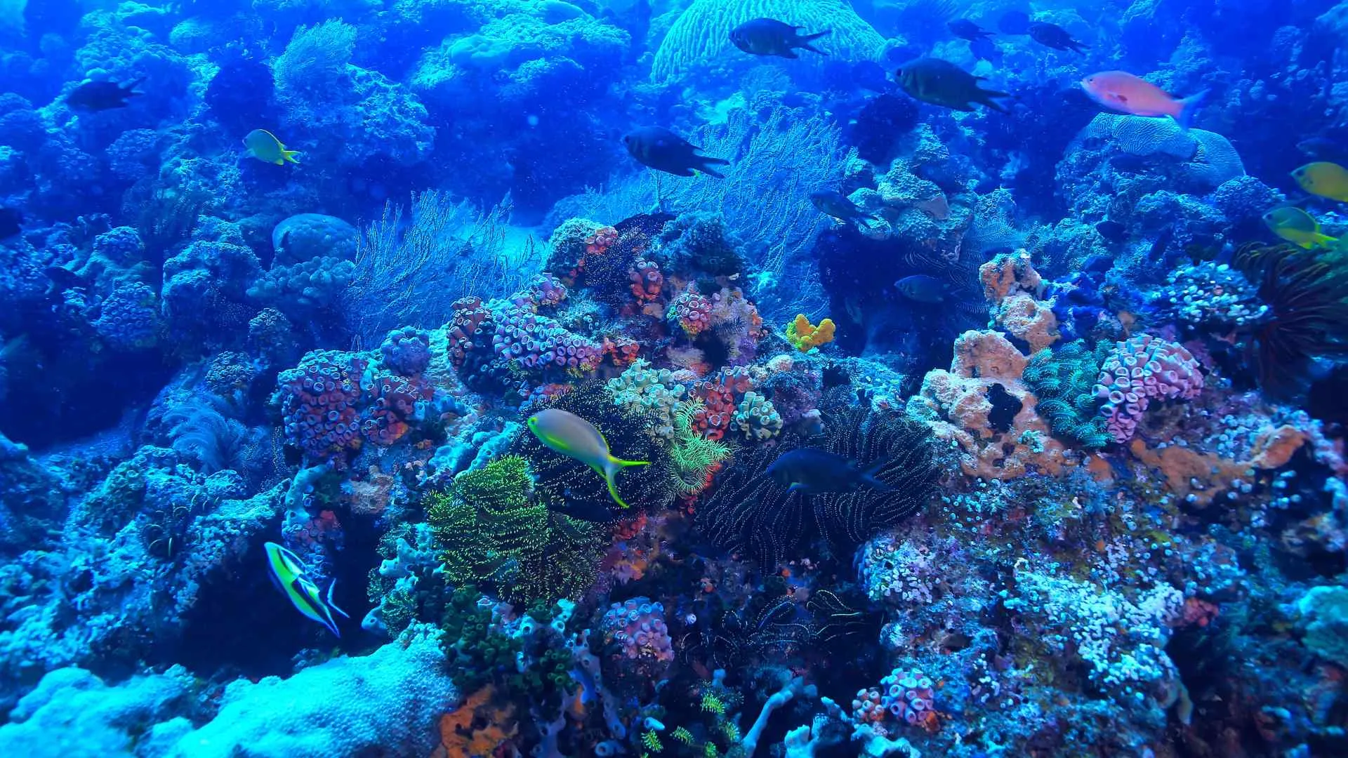 cruise port Puerto Plata-15 Ocean World