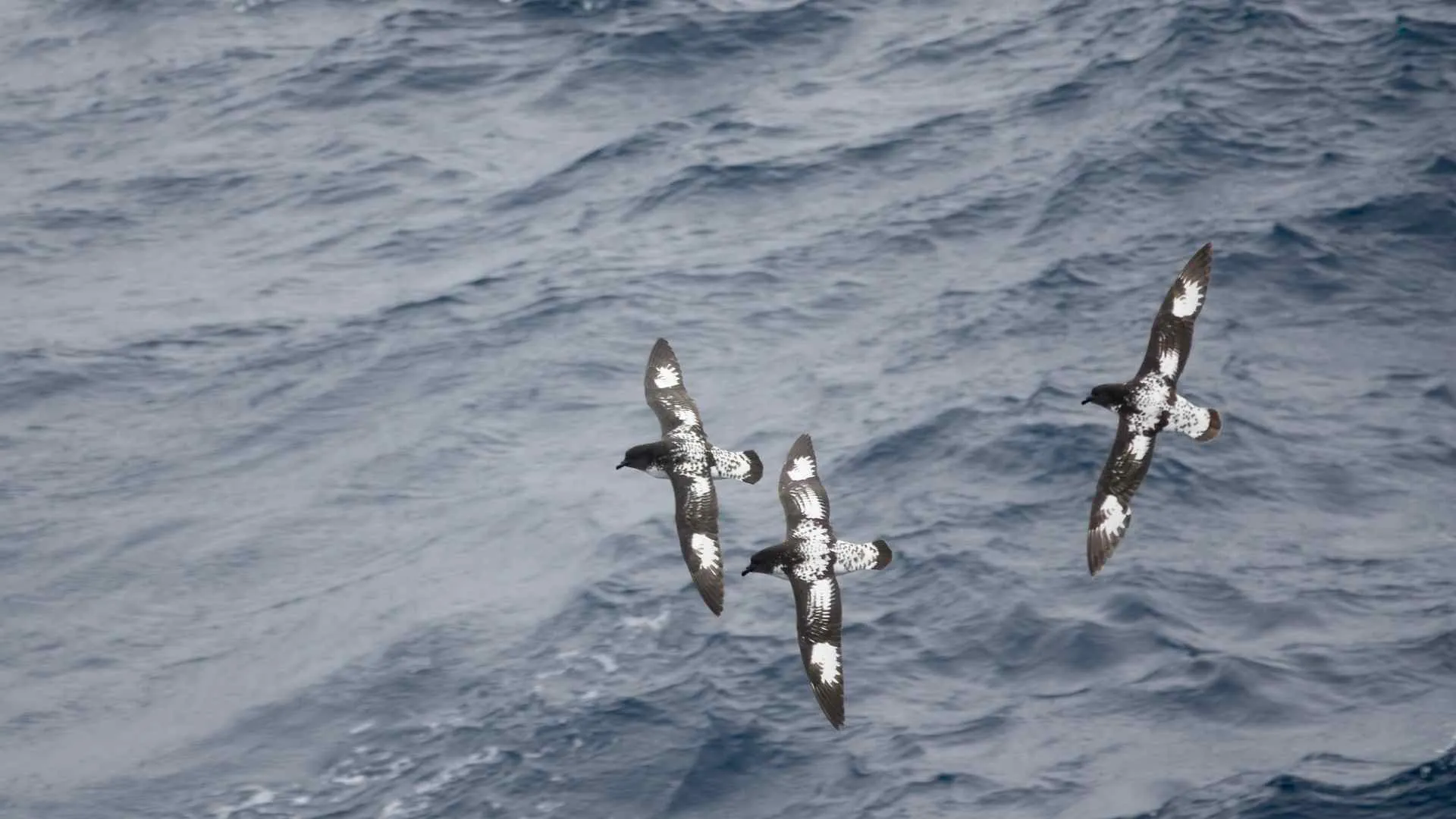 the drake passage-13 drake passage
