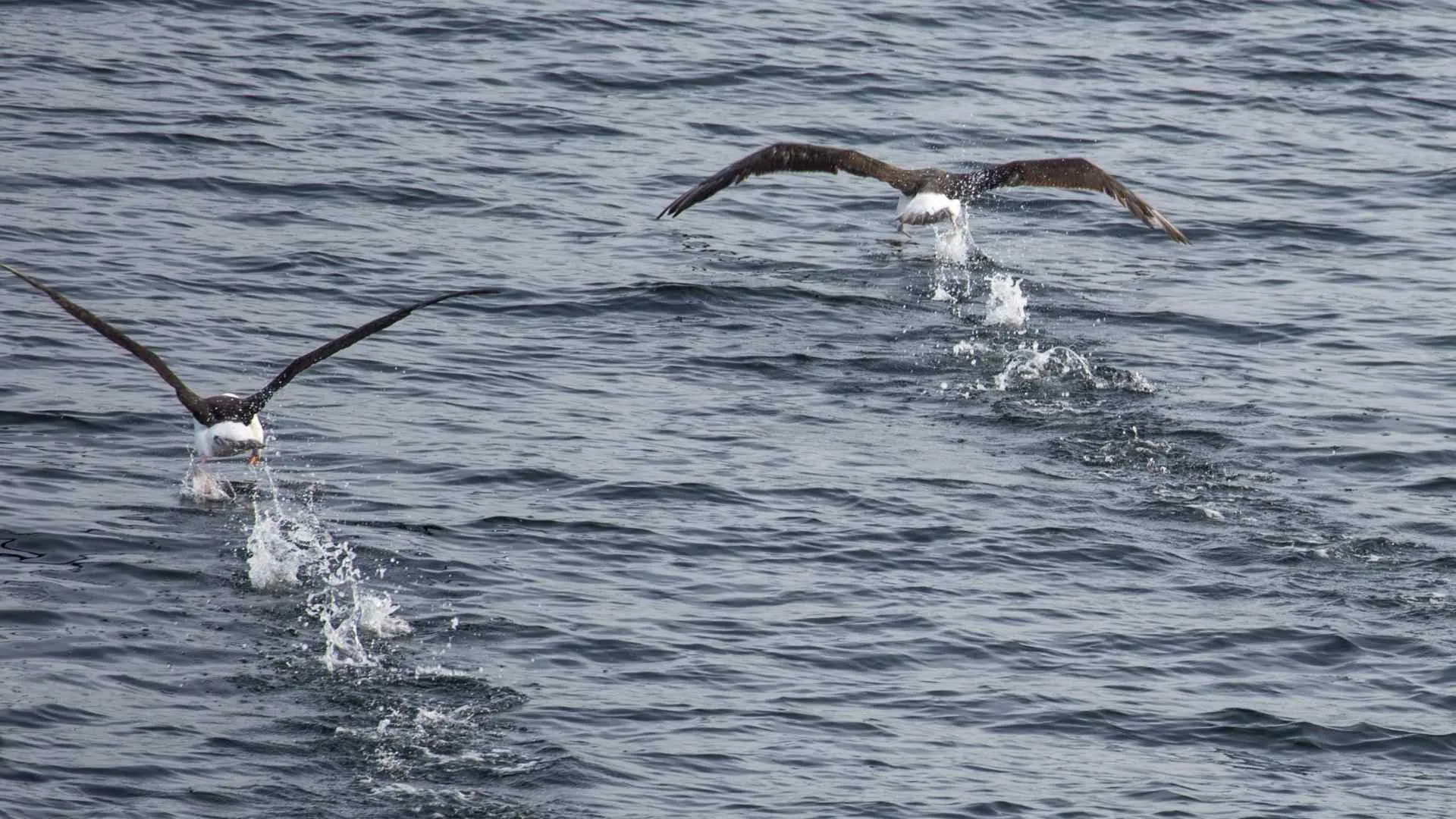 the drake passage-5 drake passage