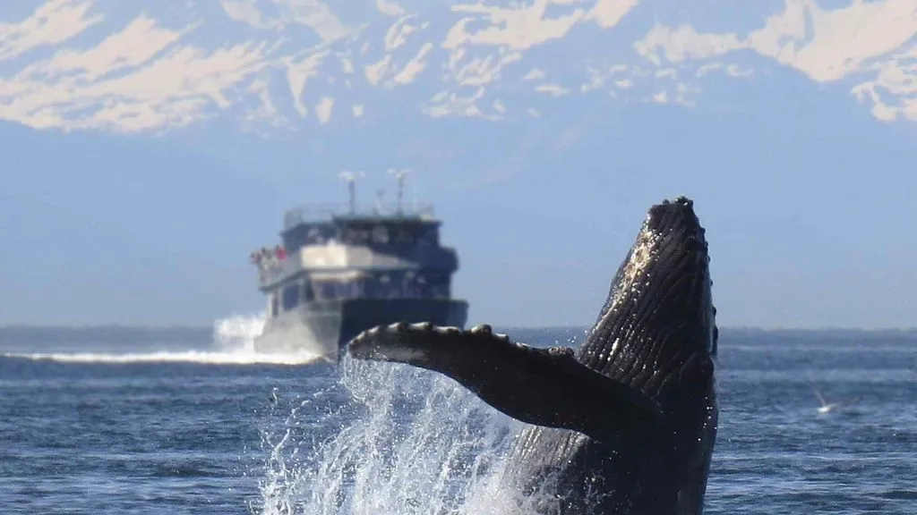 Alaskan cruise on a small ship