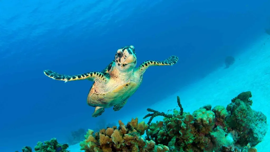 Grand Cayman Cruise Port-10