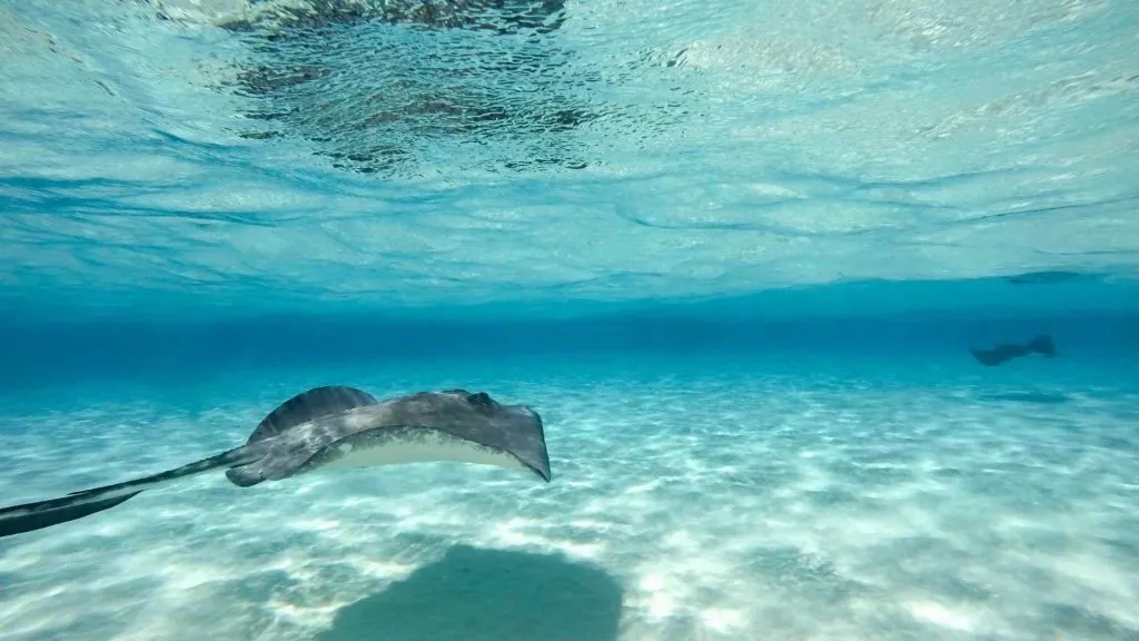 Grand Cayman Cruise Port-10