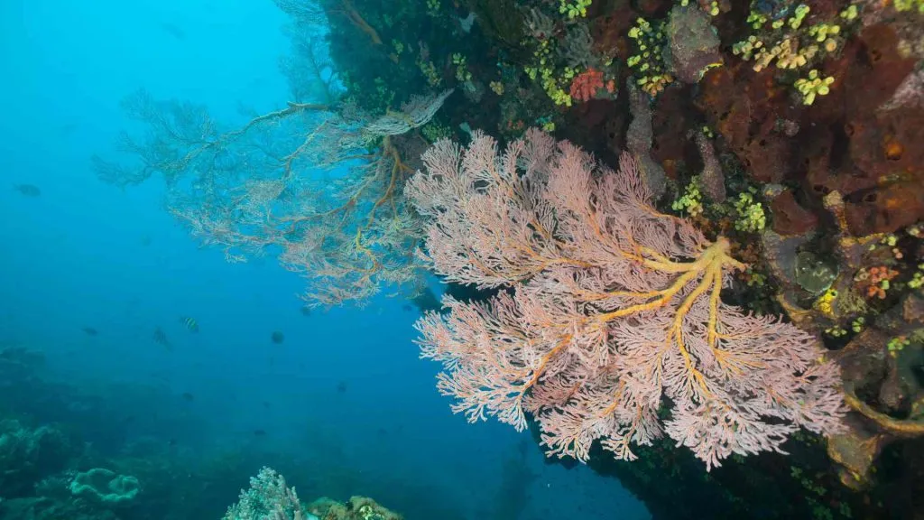 Japanese Shipwreck Amed