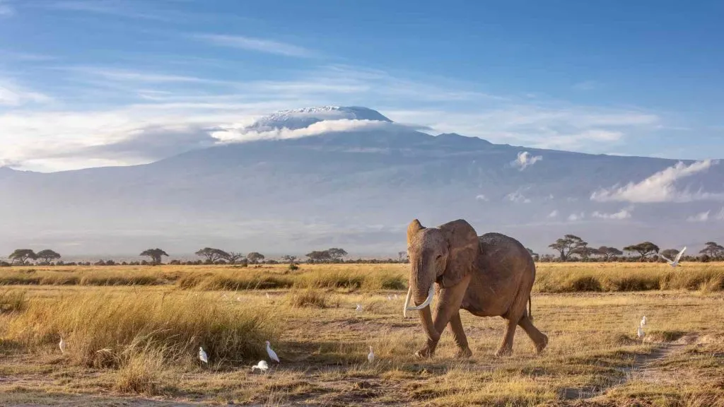 Kilimanjaro