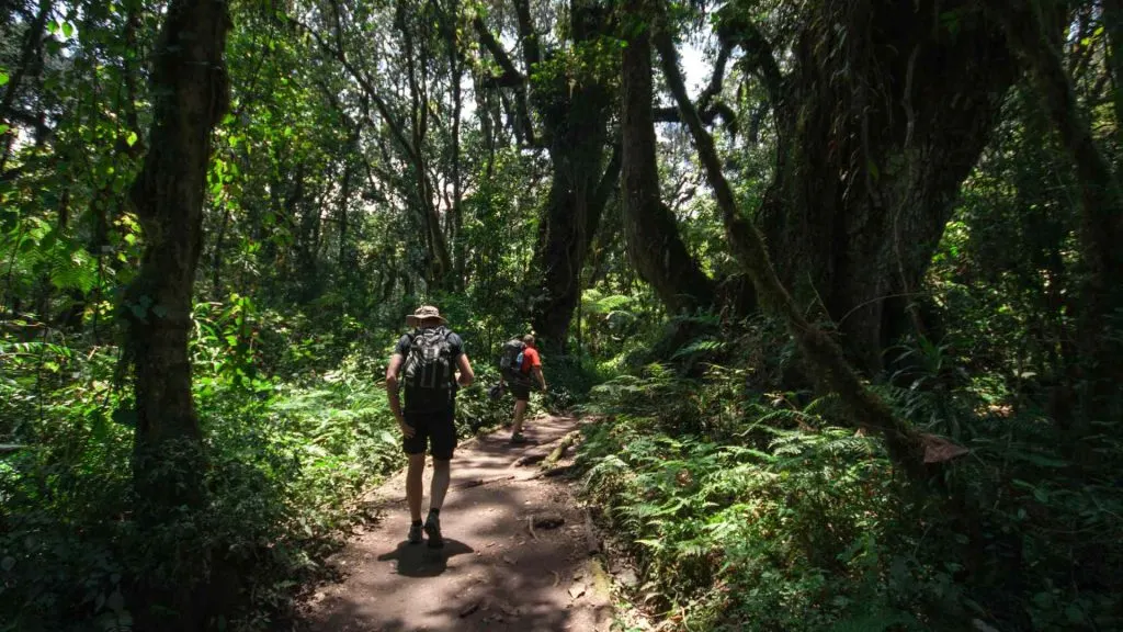 Kilimanjaro