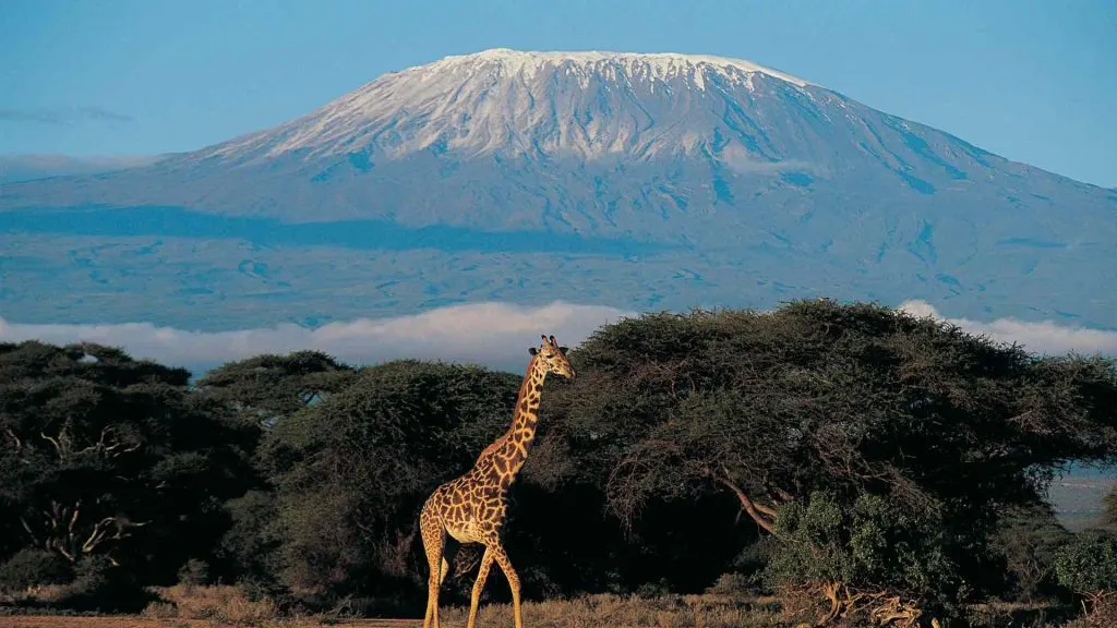 Kilimanjaro
